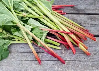 Purin de rhubarbe recette et utilisation au jardin