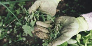 Comment apprendre à jardiner grâce à un livre de jardinage pour débutant ?