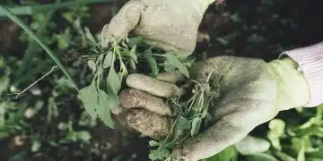 Comment apprendre à jardiner grâce à un livre de jardinage pour débutant ?