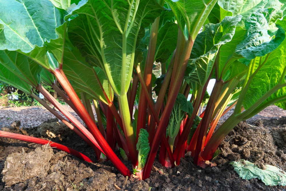 Purin de rhubarbe recette et utilisation au jardin